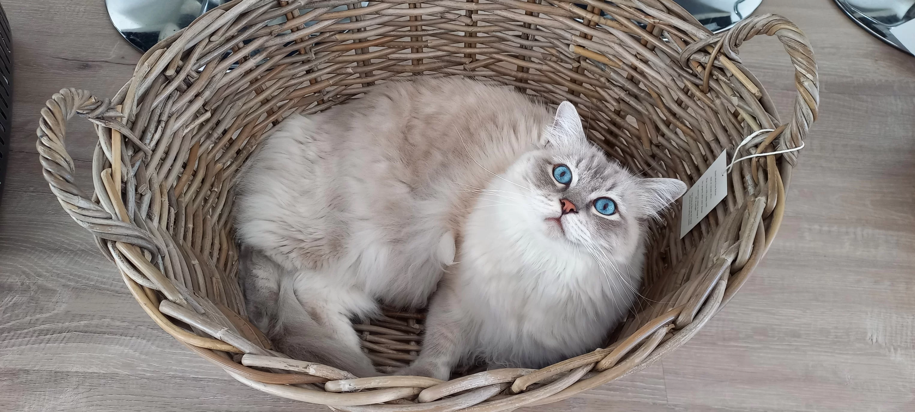 Ragroyalty Prince Scott